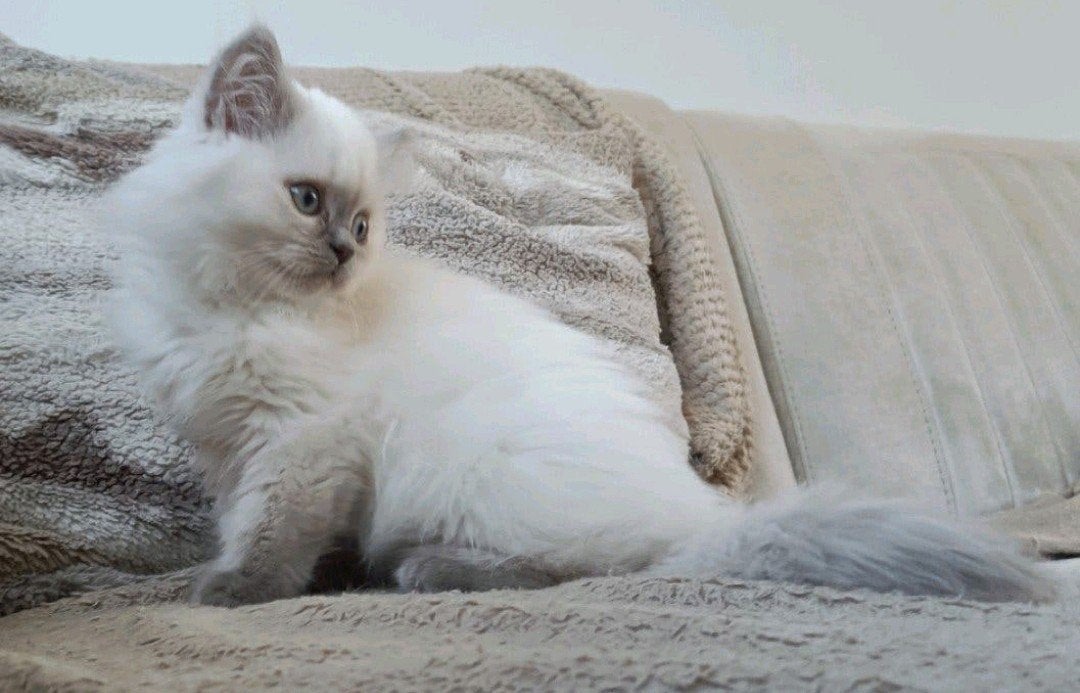 Lieve lilac point Brits langhaar kater, 2x geënt 2x DA check, Kater, Ontwormd, 0 tot 2 jaar