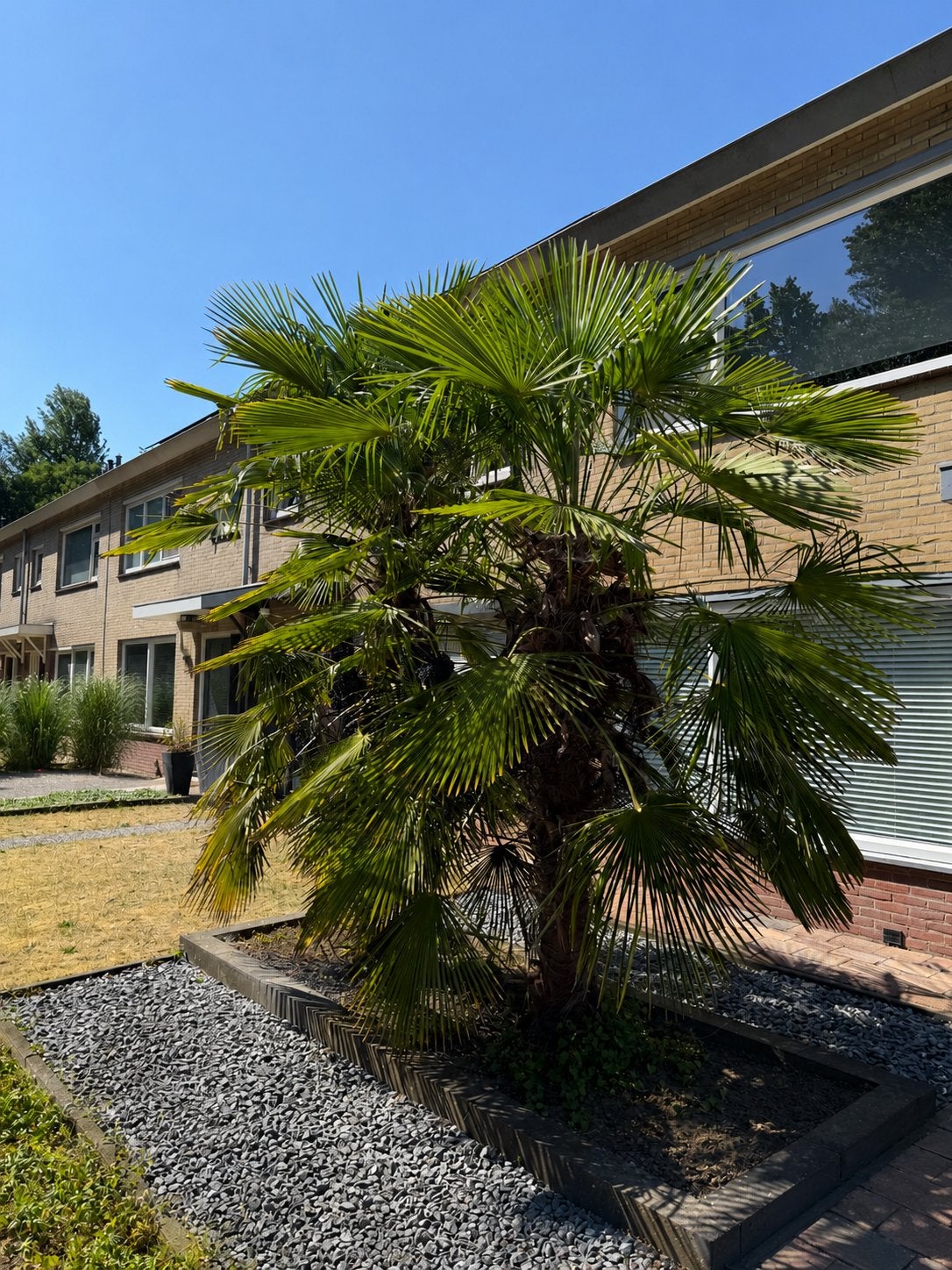 Palmbomen (winterhard), Tuin en Terras, 100 tot 250 cm, Zomer, Palmboom, Ophalen