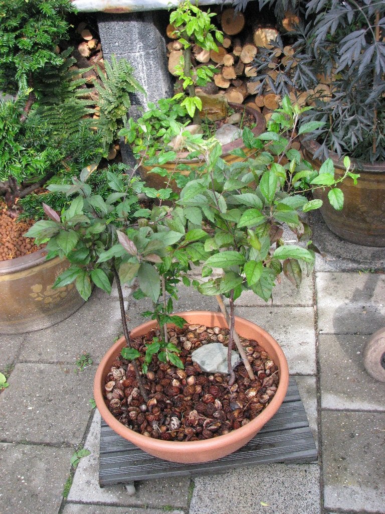 Bonzai Sierappels., Vaste plant, Halfschaduw, Lente, Ophalen