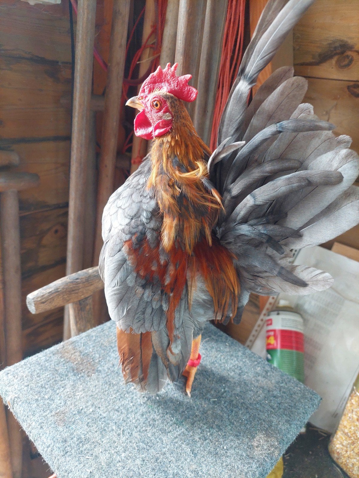 mooie zuivere ayam serama haan, Dieren en Toebehoren, Pluimvee, Mannelijk, Kip