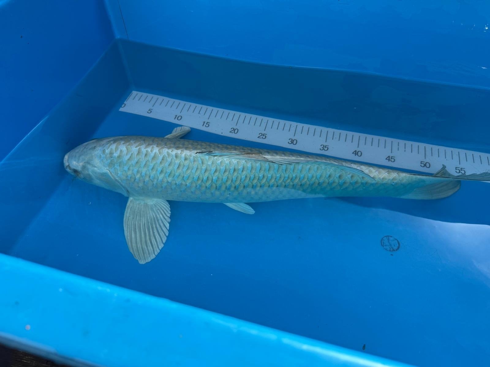 Prachtige witte koi, Karper of Koi