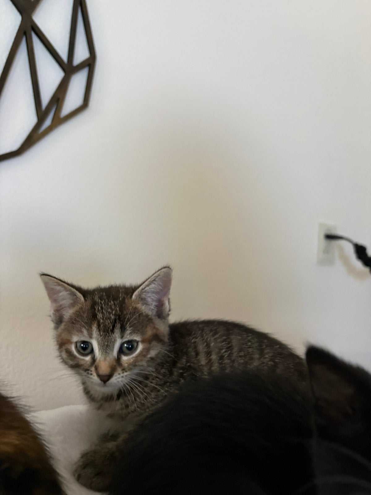 2 lieve kittens, Meerdere dieren
