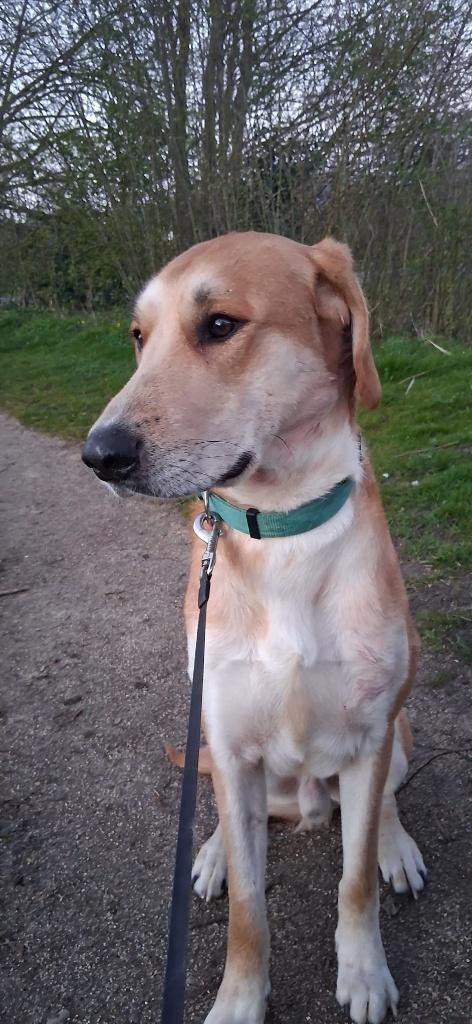 Labrador/ onbekend ras, Parvo, Reu, 1 tot 2 jaar, Labrador retriever