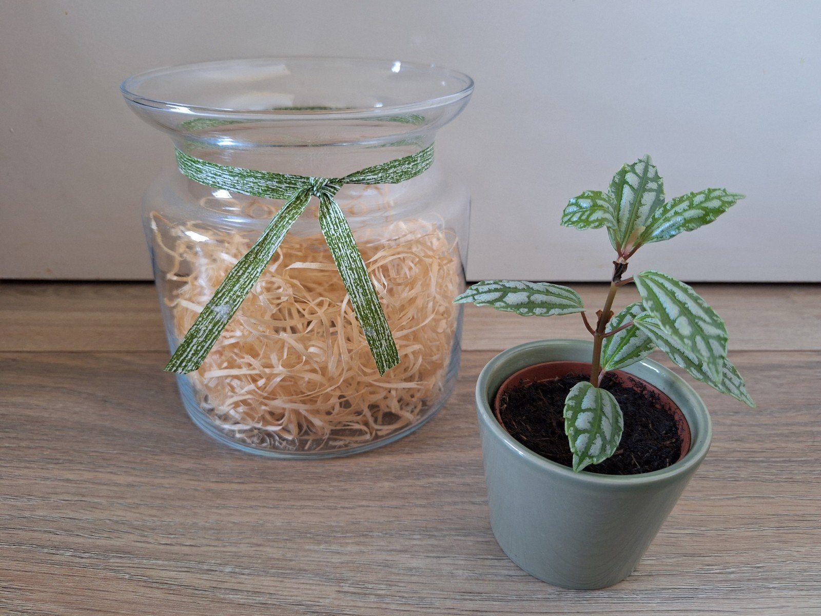 Pilea Cadierei stek met bloempot en glazen vaas, Ophalen, Halfschaduw, Minder dan 100 cm