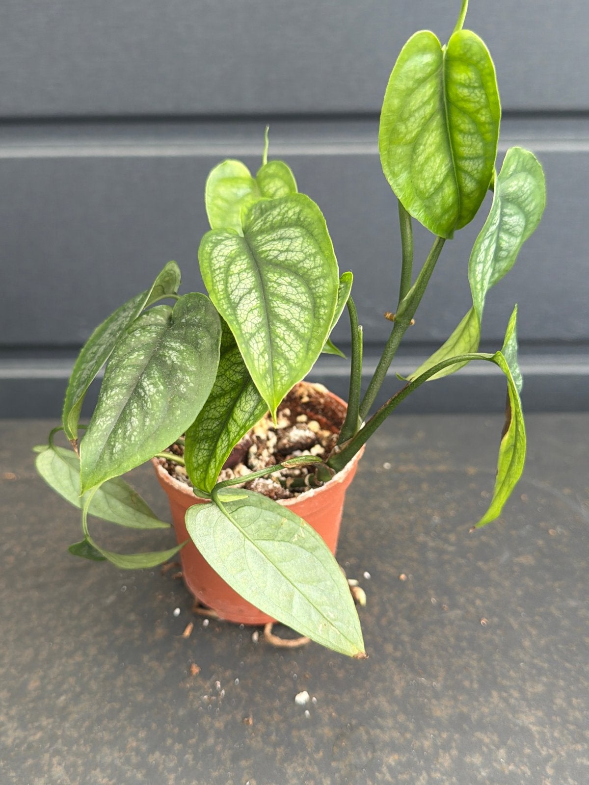 Monstera Siltepecana twee stekken in de pot, Huis en Inrichting, Kamerplanten, Ophalen