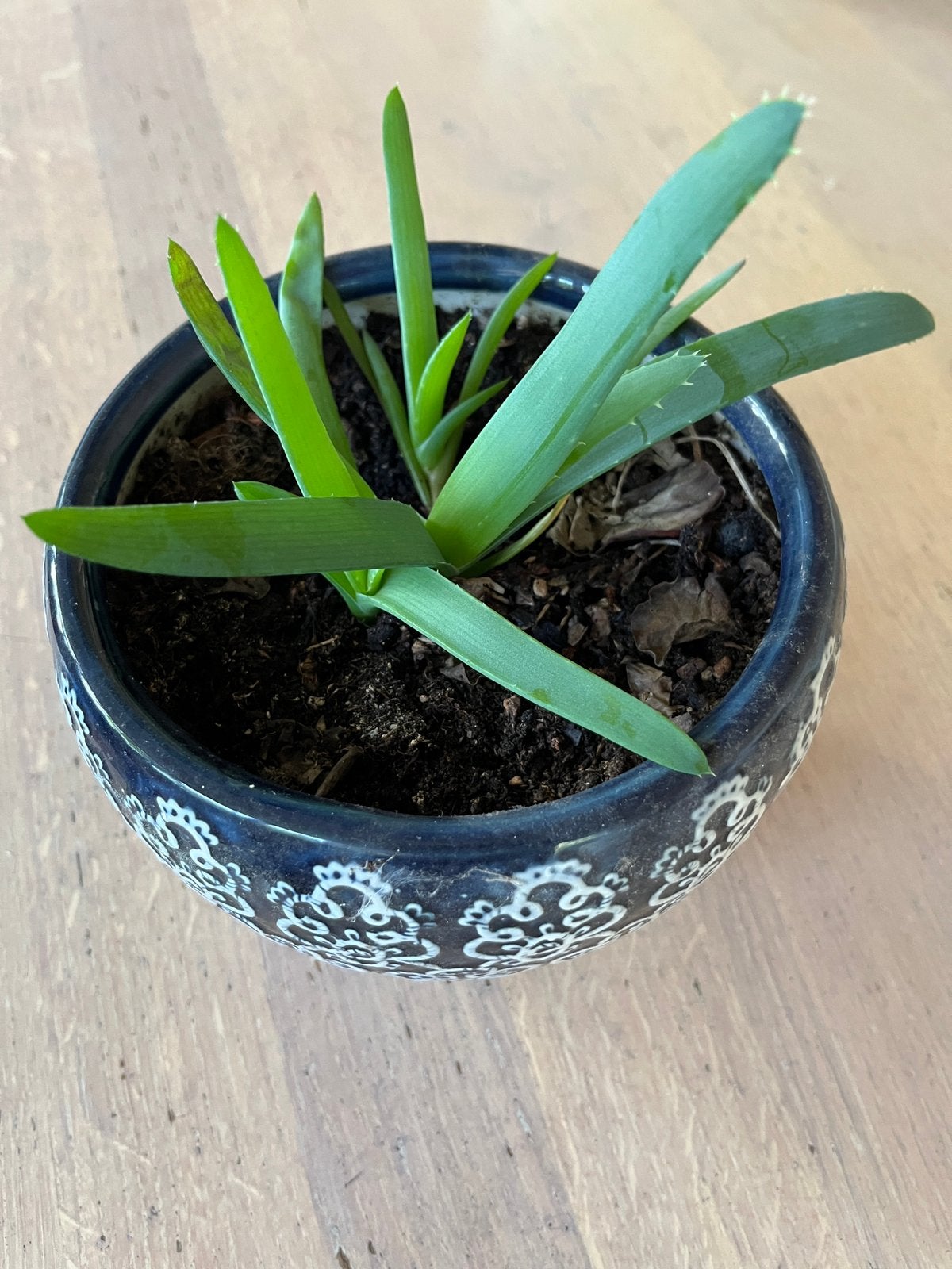 Aloe vera plant, Ophalen, Vetplant, Halfschaduw, In pot