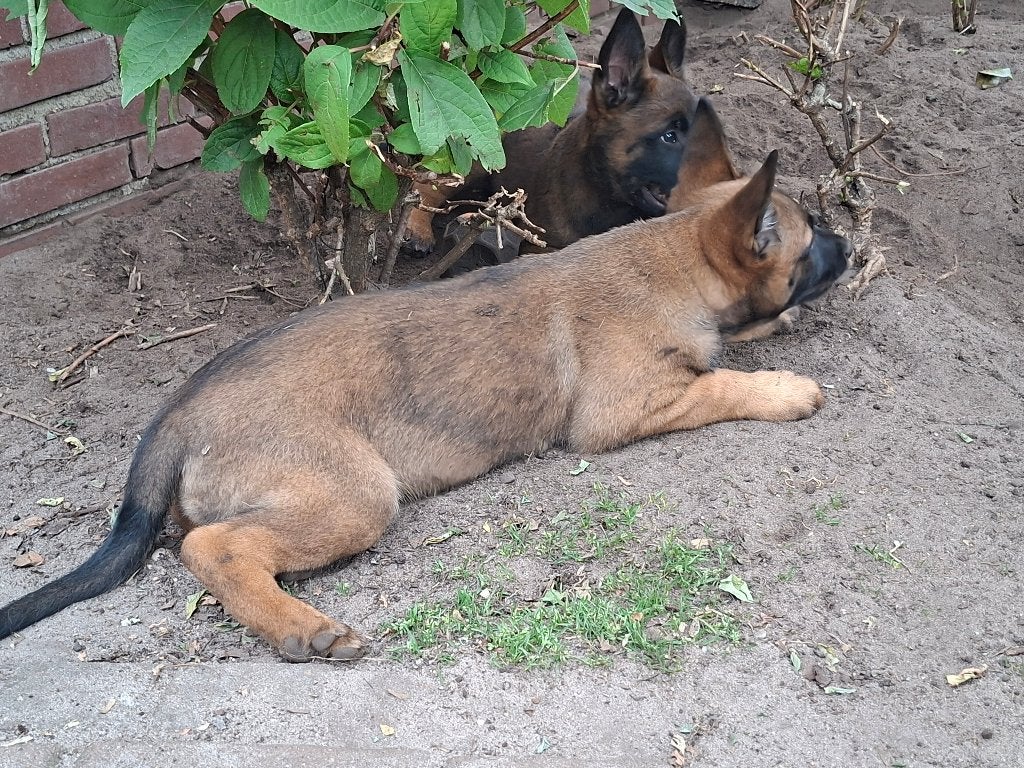 nog een teef beschikbaas, Dieren en Toebehoren, Honden | Herdershonden en Veedrijvers, 8 tot 15 weken, Teef, Eén hond, Herder