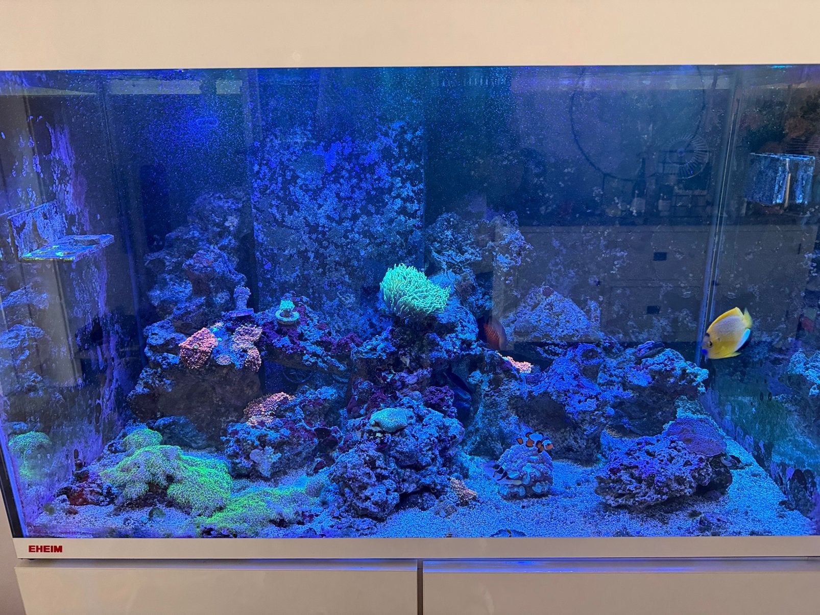 Eheim zout zee aquarium met levende have, Vis