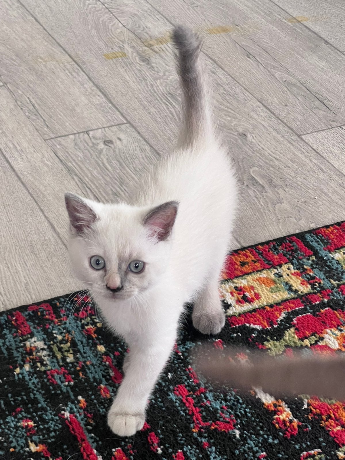 Britse korthaar kittens, Poes, Ontwormd, 0 tot 2 jaar