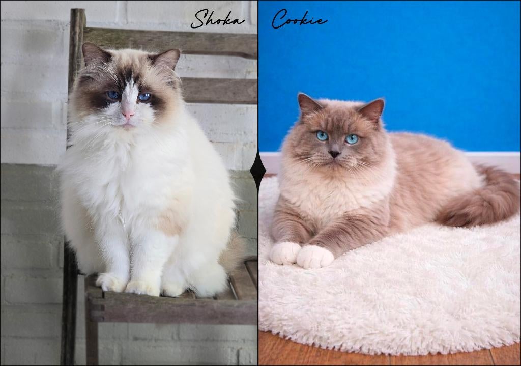 Ragdoll Dekkaters met Stamboom, Dieren en Toebehoren, Katten en Kittens | Dekkaters