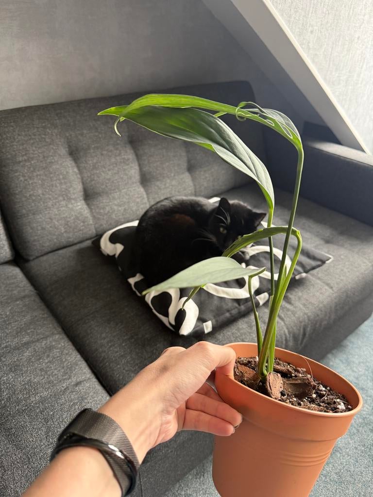 Monstera croatii, Ophalen of Verzenden, Halfschaduw, Minder dan 100 cm