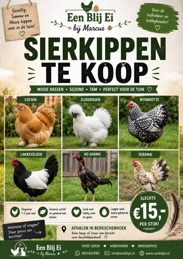 Sierkippen te koop, Dieren en Toebehoren, Meerdere dieren, Kip
