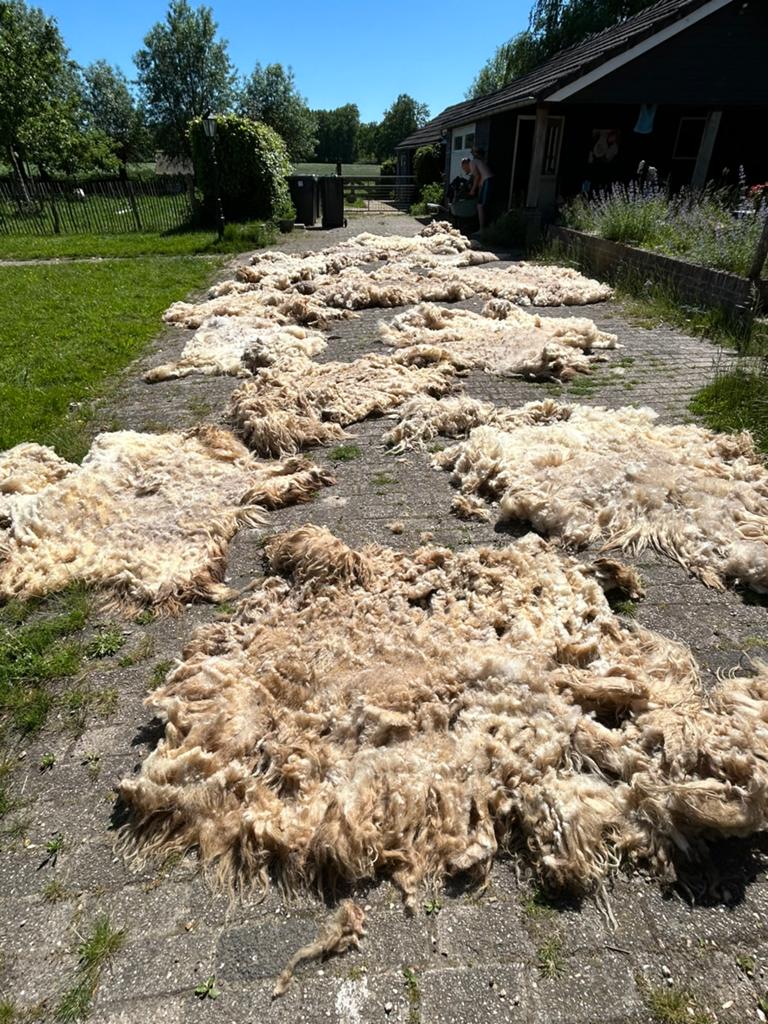 Drentse Heideschaap vachten, Ophalen of Verzenden, Nieuw, Overige typen, Wolvilt