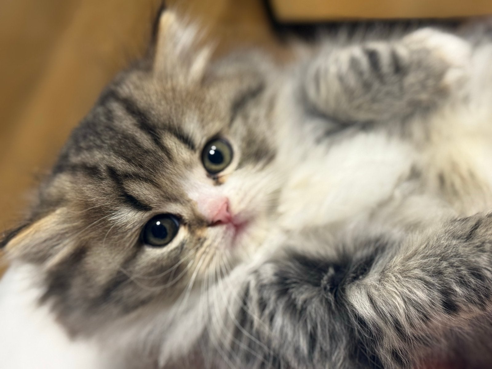 Twee lieve Britse Langhaar kittens zoeken een nieuw thuis!, Dieren en Toebehoren, Meerdere dieren