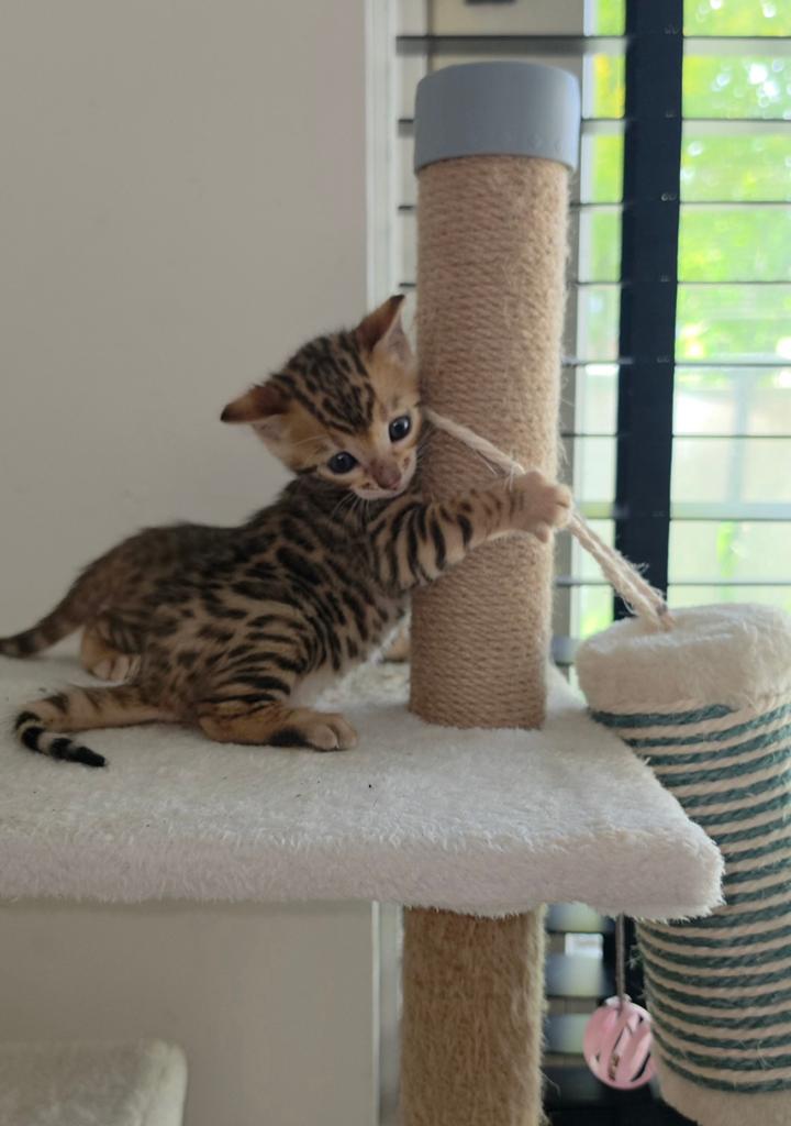 Bengaalse kittens, Meerdere dieren, Ontwormd, 0 tot 2 jaar