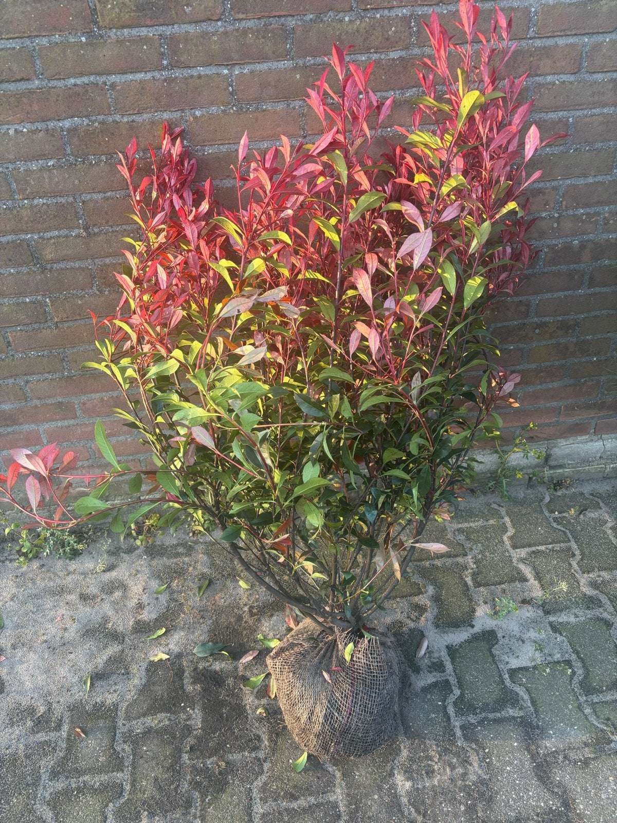 Photinia Carré Rouge - Glansmispel, Overige soorten, Volle zon, Vaste plant, Ophalen of Verzenden