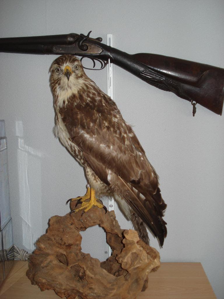 Buizerd taxidermie opgezet geringt  52  cm Hoog, Verzamelen, Dierenverzamelingen, Ophalen of Verzenden, Zo goed als nieuw, Vogel