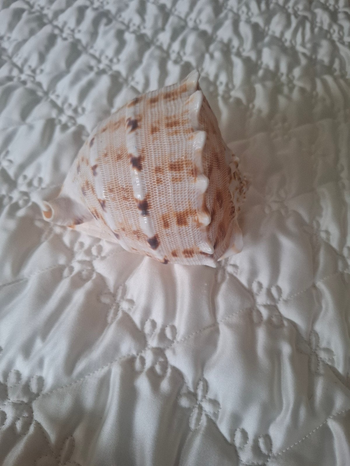 Mooie grote schelp - 15 cm lang, 28 cm omtrek, Ophalen, Gebruikt