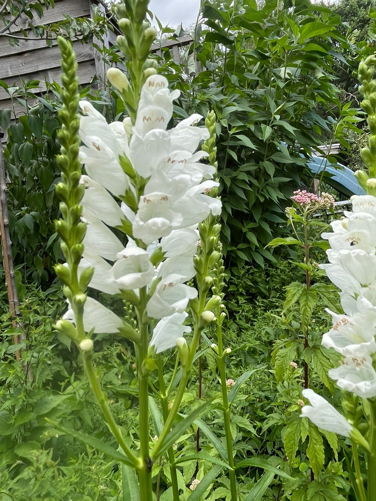 Vaste planten: scharnierbloem, p9 wit, Tuin en Terras, Planten | Tuinplanten, Ophalen, Zomer, Vaste plant, Volle zon