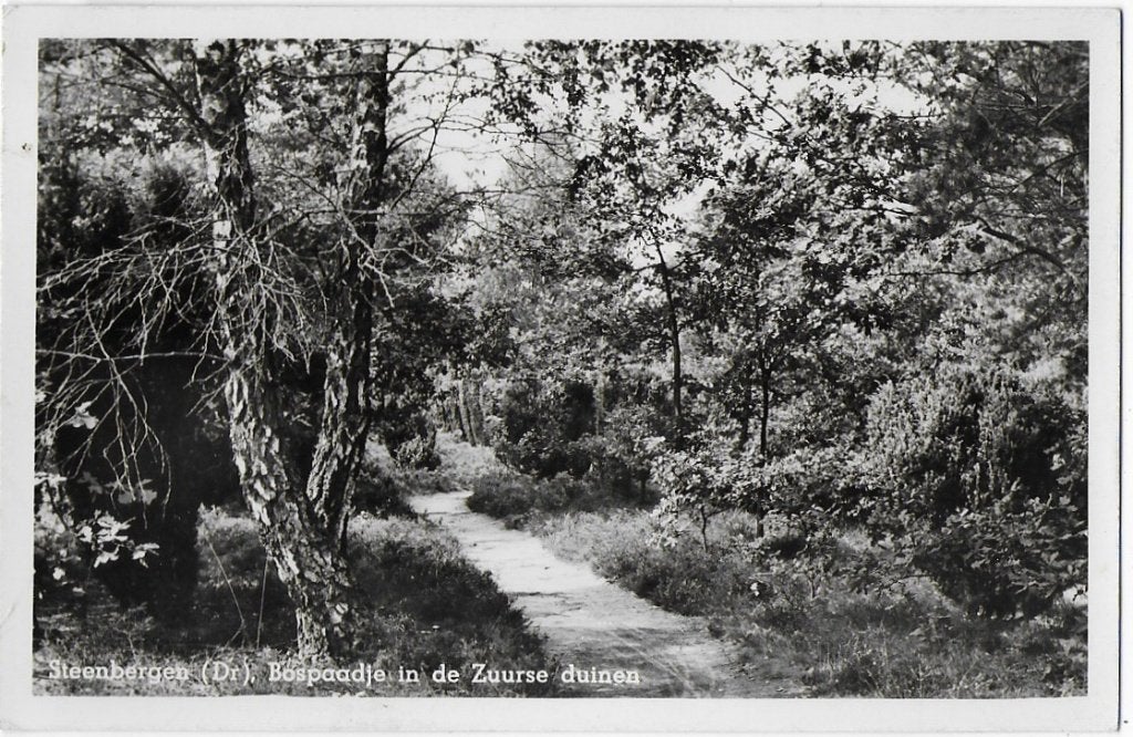 Steenbergen in de Zuurse Duinen Oude Ansichtkaart( B1704, Verzamelen, Ansichtkaarten | Nederland, Ophalen of Verzenden, 1960 tot 1980