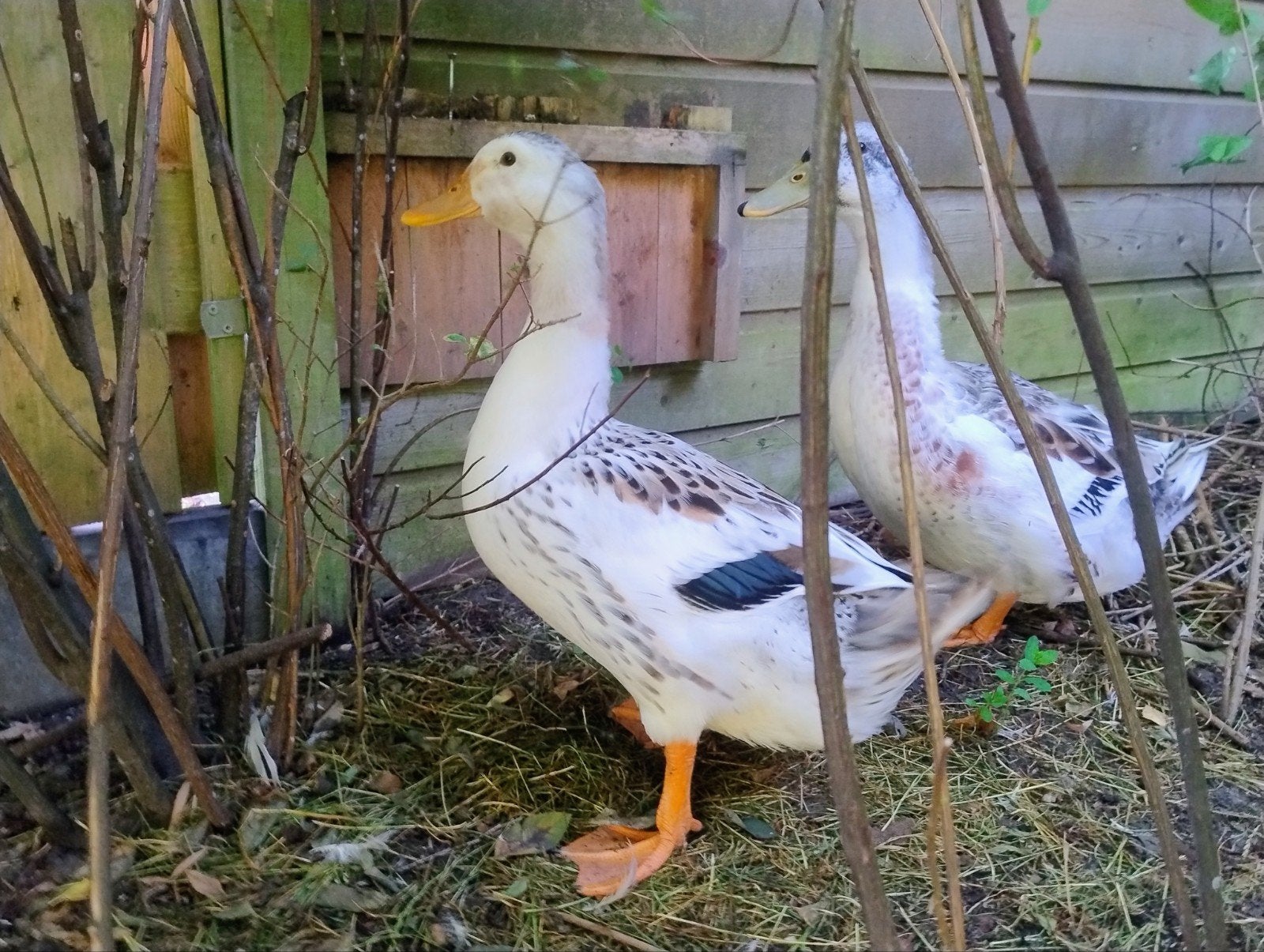 Silver Appleyard (groot) eend vrouw, Dieren en Toebehoren, Vrouwelijk, Eend