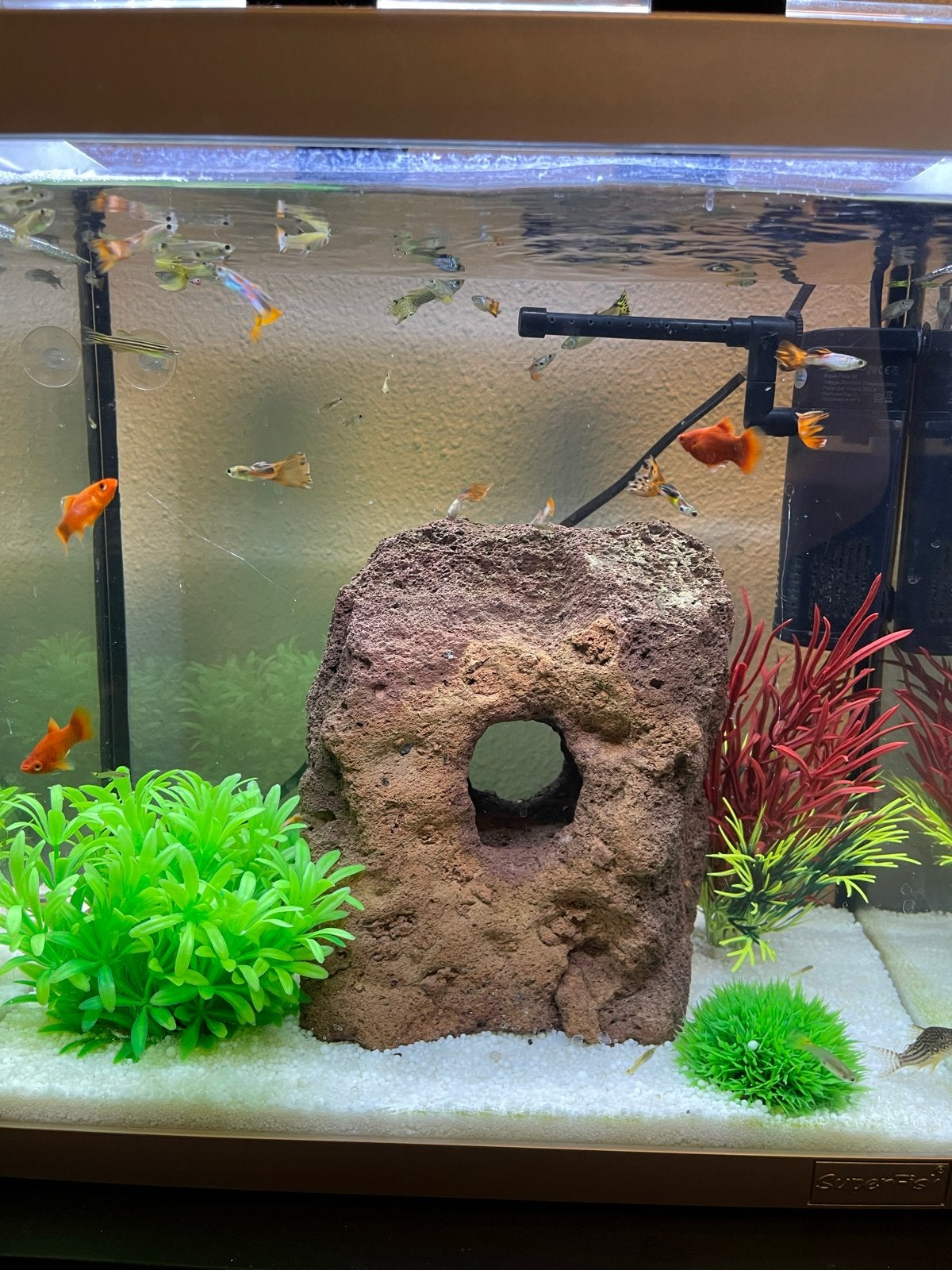 Guppies en baby guppies te koop, Dieren en Toebehoren, Vis