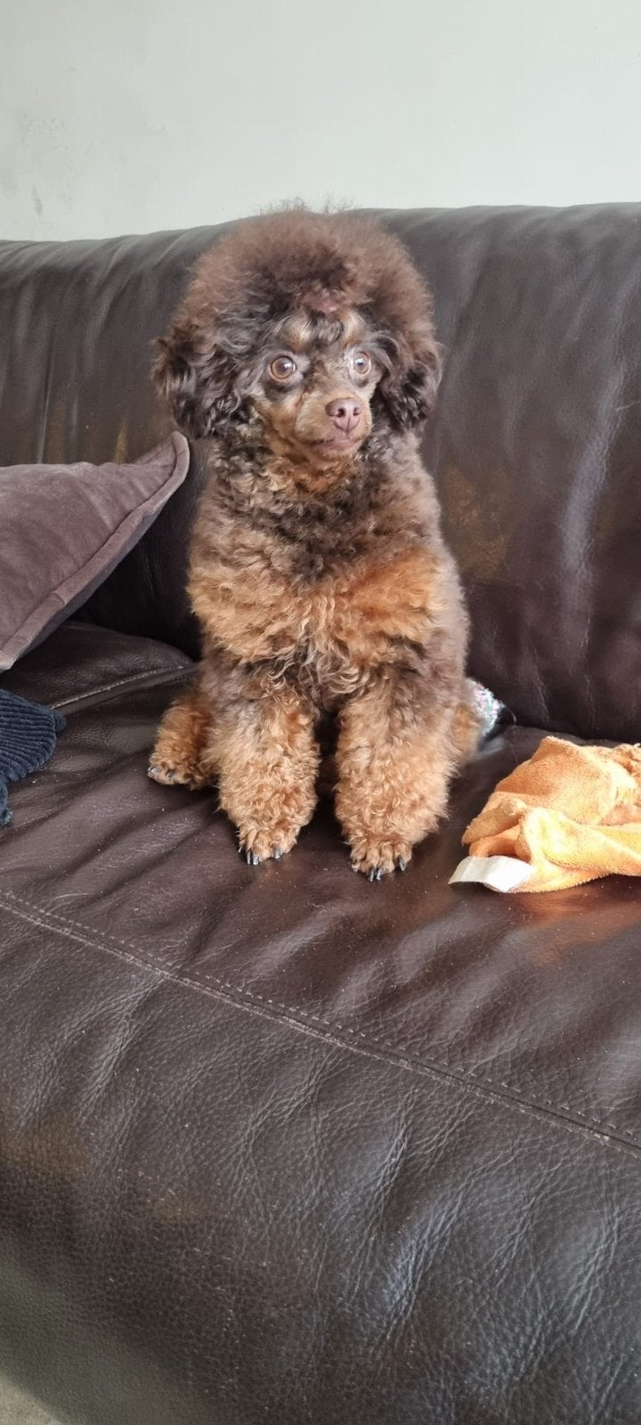 Toypoedel dekreu, Dieren en Toebehoren, Reu, 1 tot 2 jaar, Parvo, Eén hond