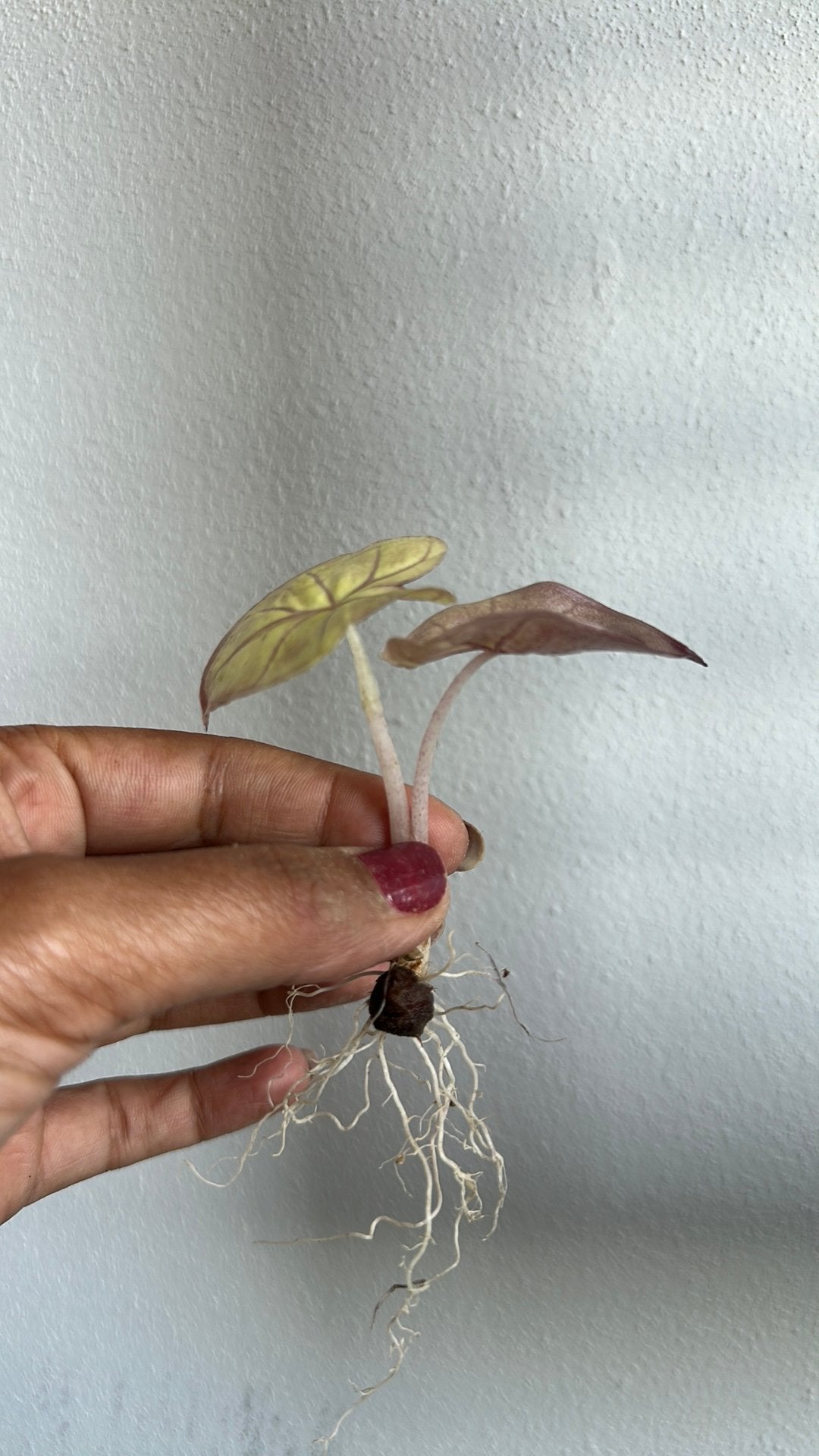 Alocasia serendipity pink #1, Ophalen of Verzenden, Halfschaduw, Minder dan 100 cm