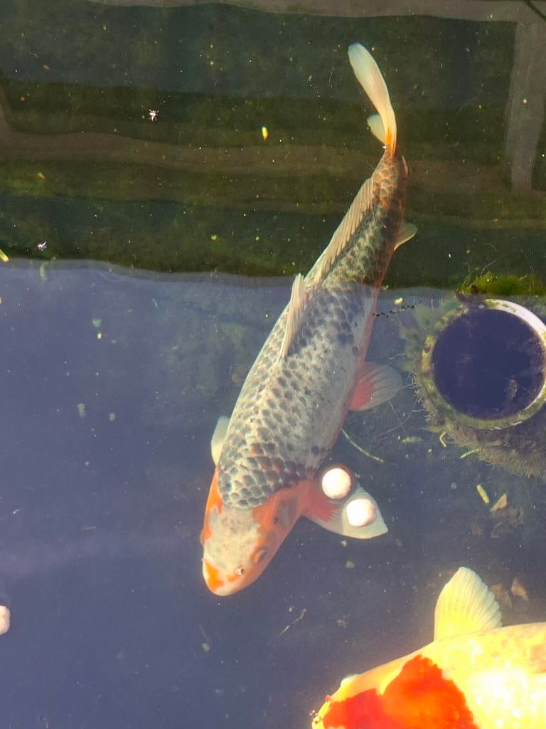 Meerdere Koi te koop 40 tor 60cm, Karper of Koi