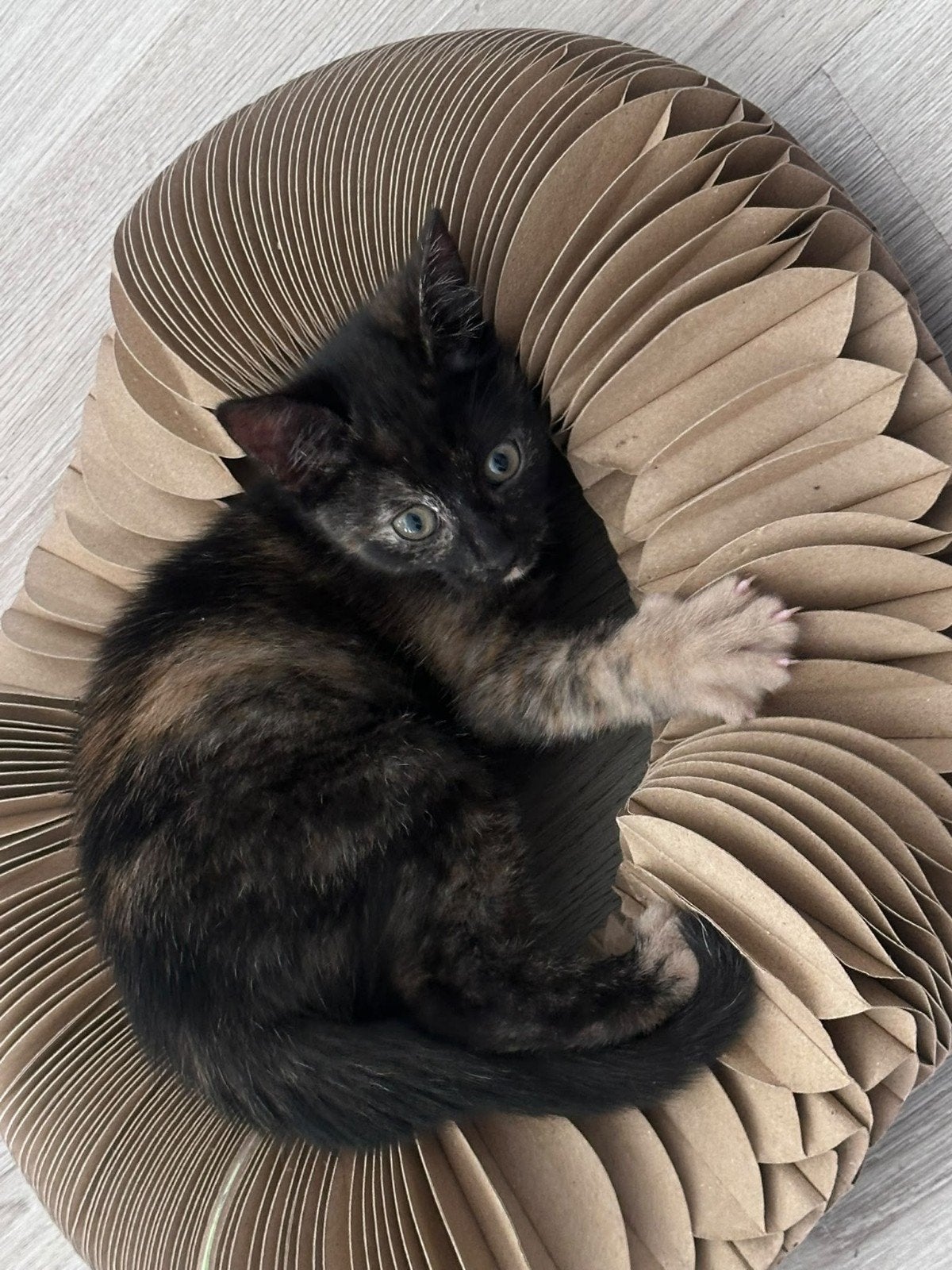 kitten zoekt huisje, Meerdere dieren, 0 tot 2 jaar