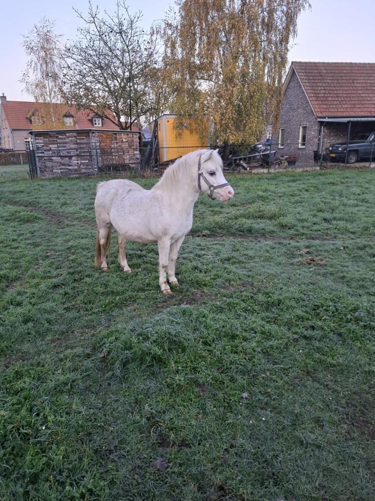 Welsh merrie met hengst veulen, Merrie, A pony (tot 1.17m)