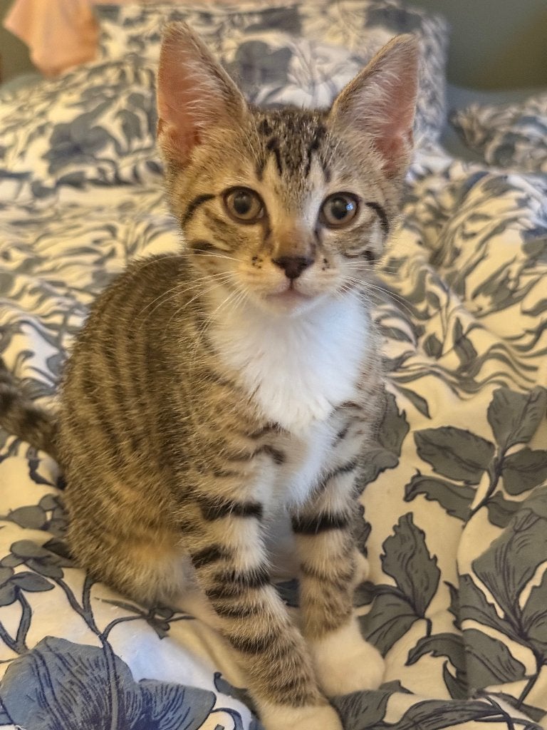 Kitten katertje, Dieren en Toebehoren, Katten en Kittens | Overige Katten, Kater, Kortharig, 0 tot 2 jaar