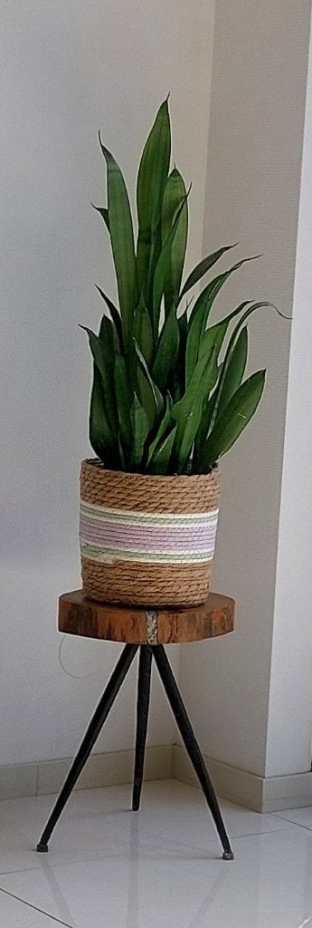 Sansevieria - Vrouwentong met PTMD bijzettafeltje boomstam., Ophalen, Overige soorten, In pot, Minder dan 100 cm