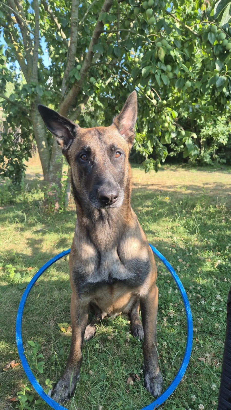 mechelse herder, Reu, Parvo, Eén hond, 3 tot 5 jaar