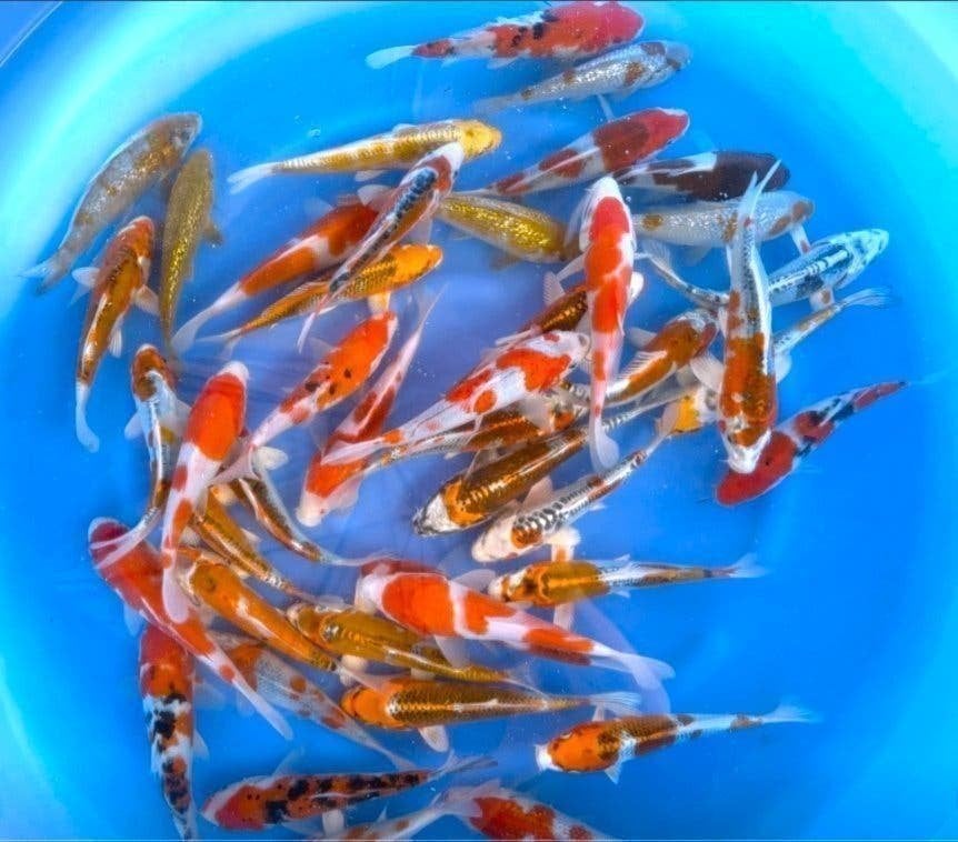 Japankoi, Tosia van diverse Japanse kwekers,Seizoenopruiming, Karper of Koi