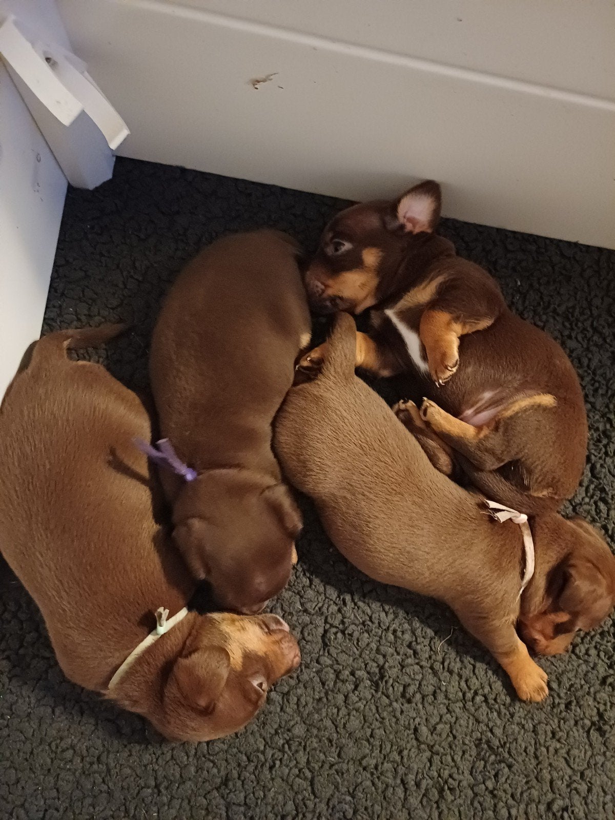Jackrussel pups, Jack Russell Terriër, 8 tot 15 weken, Parvo, Meerdere