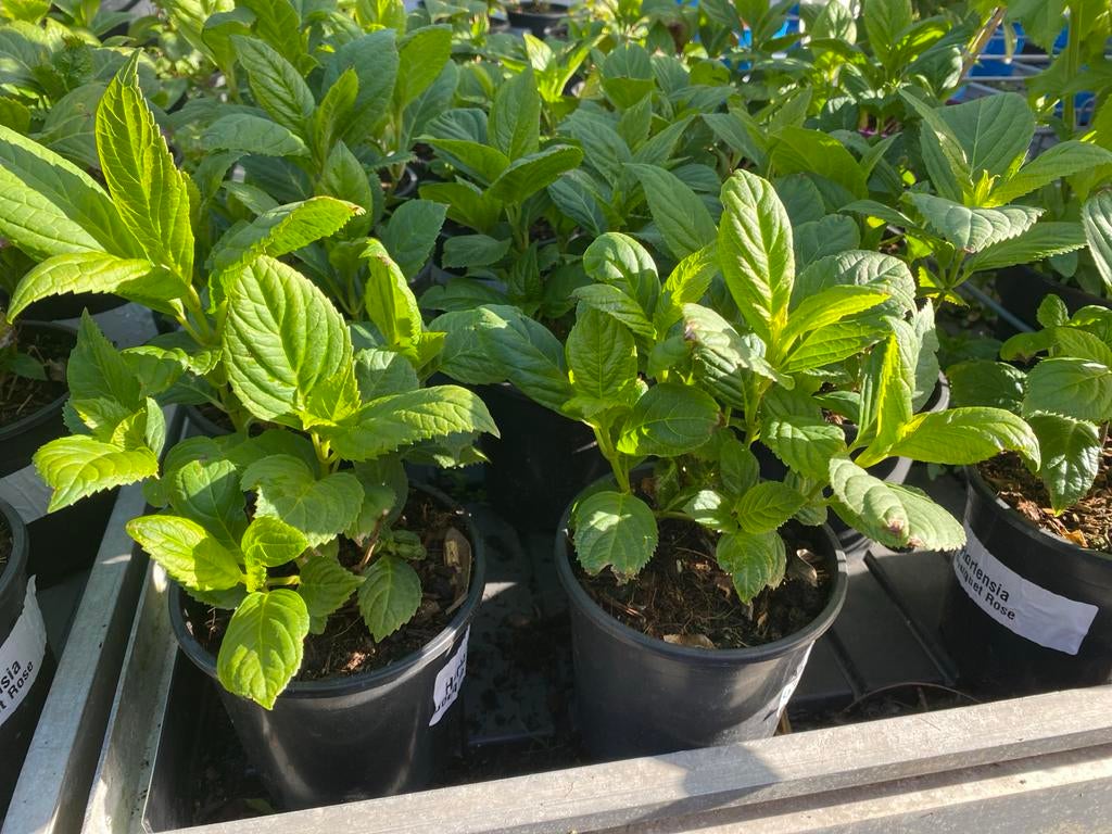 Hortensia 'Bouquet Rose' en 'Wit' - Jonge planten, Vaste plant, Halfschaduw, Zomer, Ophalen