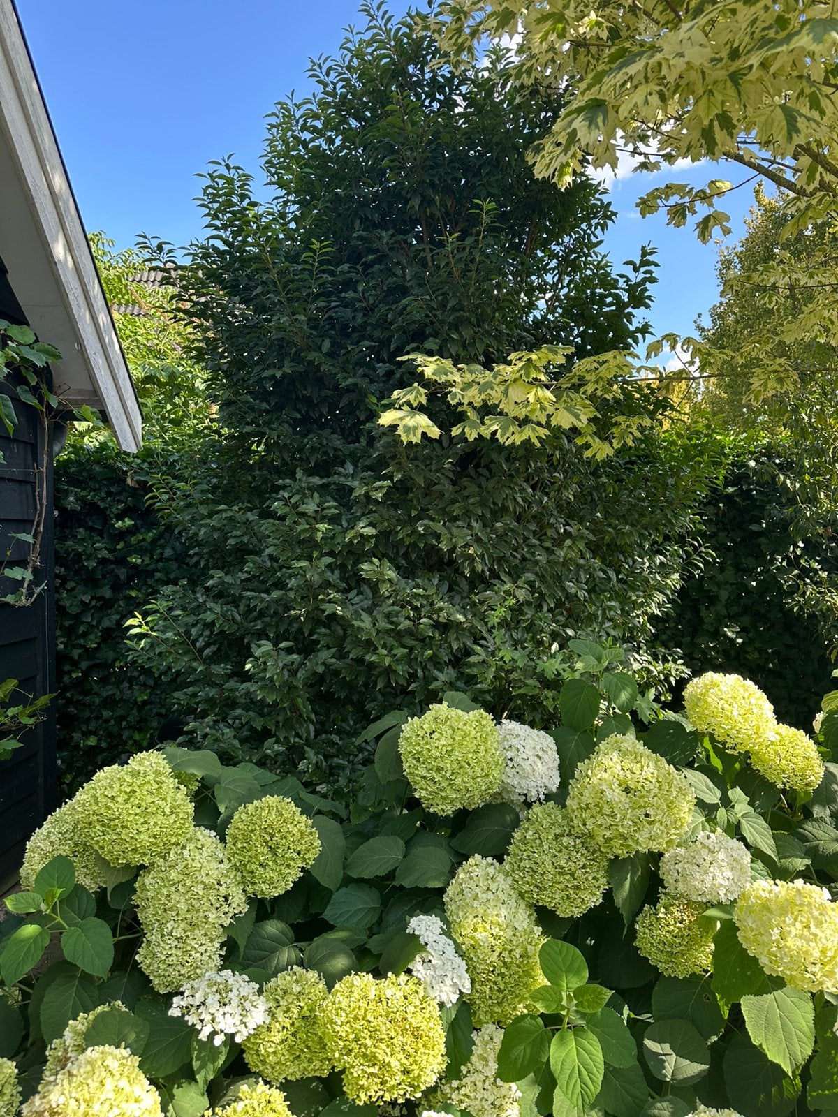 Struik de Portugese laurier, Tuin en Terras, Planten | Struiken en Hagen, Ophalen, Laurier, 100 tot 250 cm