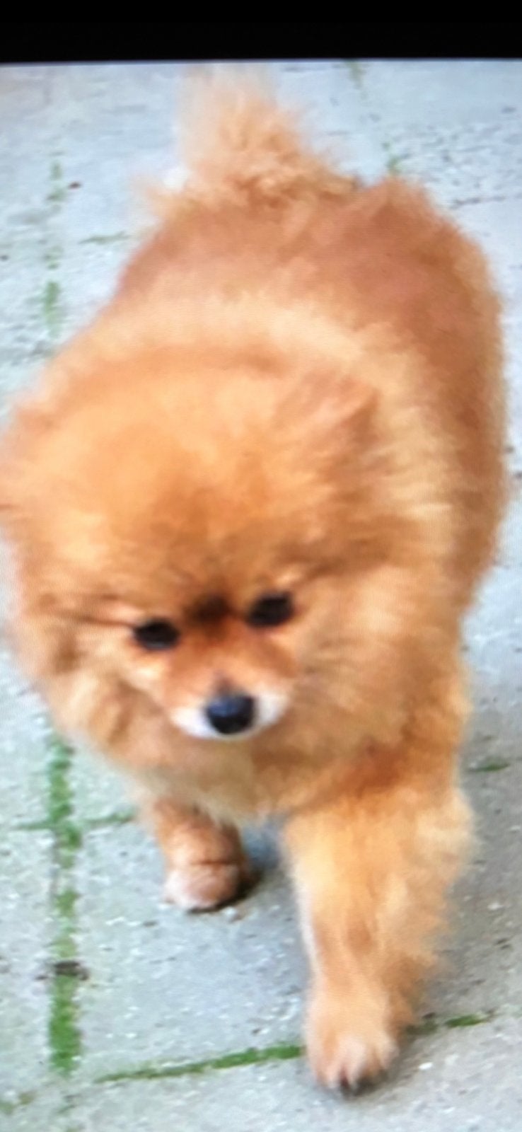 Pomeriaanse teef te koop, Teef, Eén hond, Klein, 3 tot 5 jaar