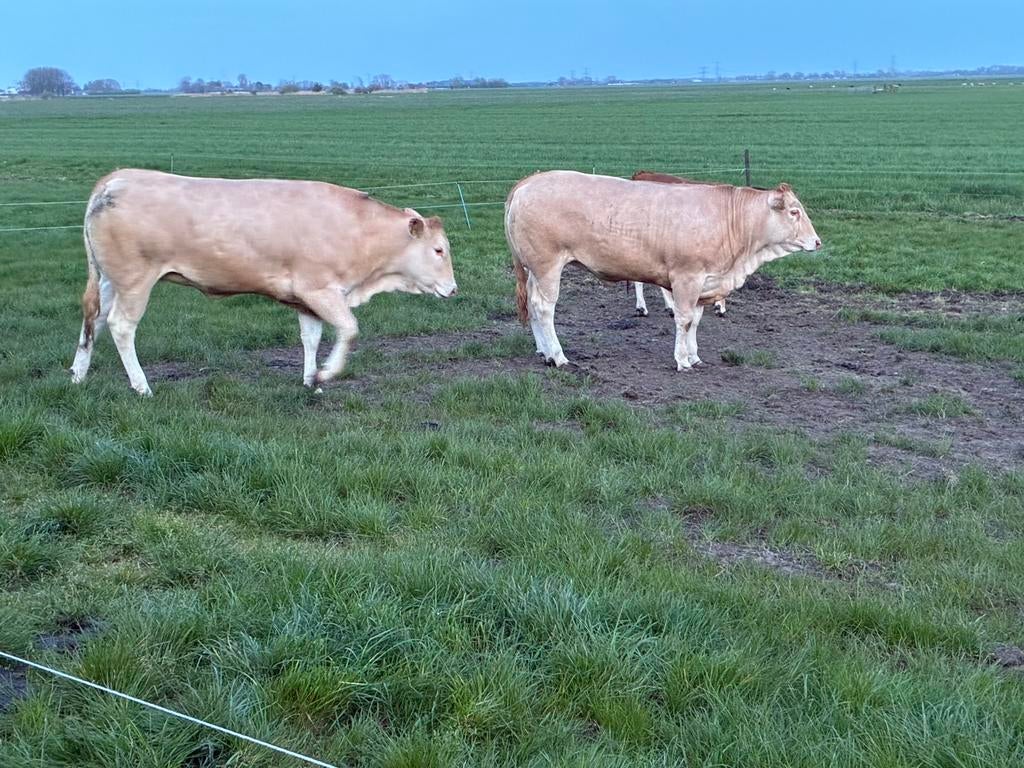 Blonde vaarzen drachtig, Dieren en Toebehoren, Runderen, Vrouwelijk, 0 tot 2 jaar