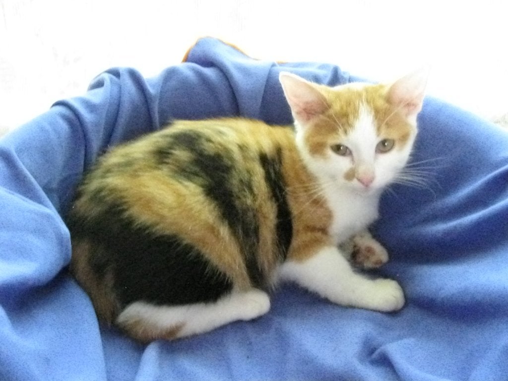 Kittens, Meerdere dieren, Kortharig, 0 tot 2 jaar