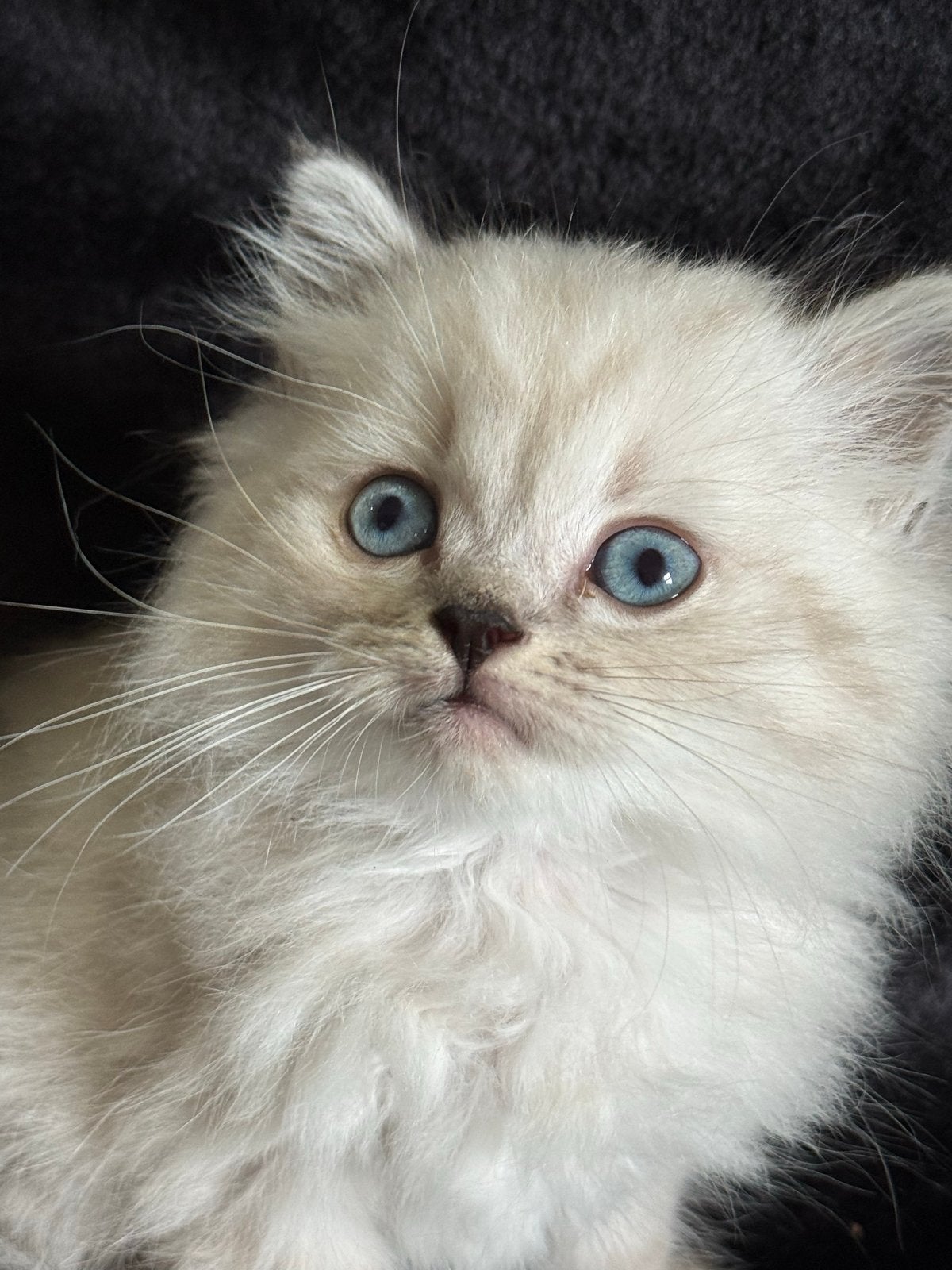Prachtige kittens te koop. Ragdoll x Britse korthaar, Dieren en Toebehoren, Meerdere dieren, 0 tot 2 jaar