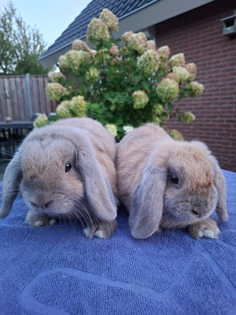 Nederlandse hangoordwergen, Dieren en Toebehoren, Meerdere dieren, Dwerg, Hangoor, 0 tot 2 jaar