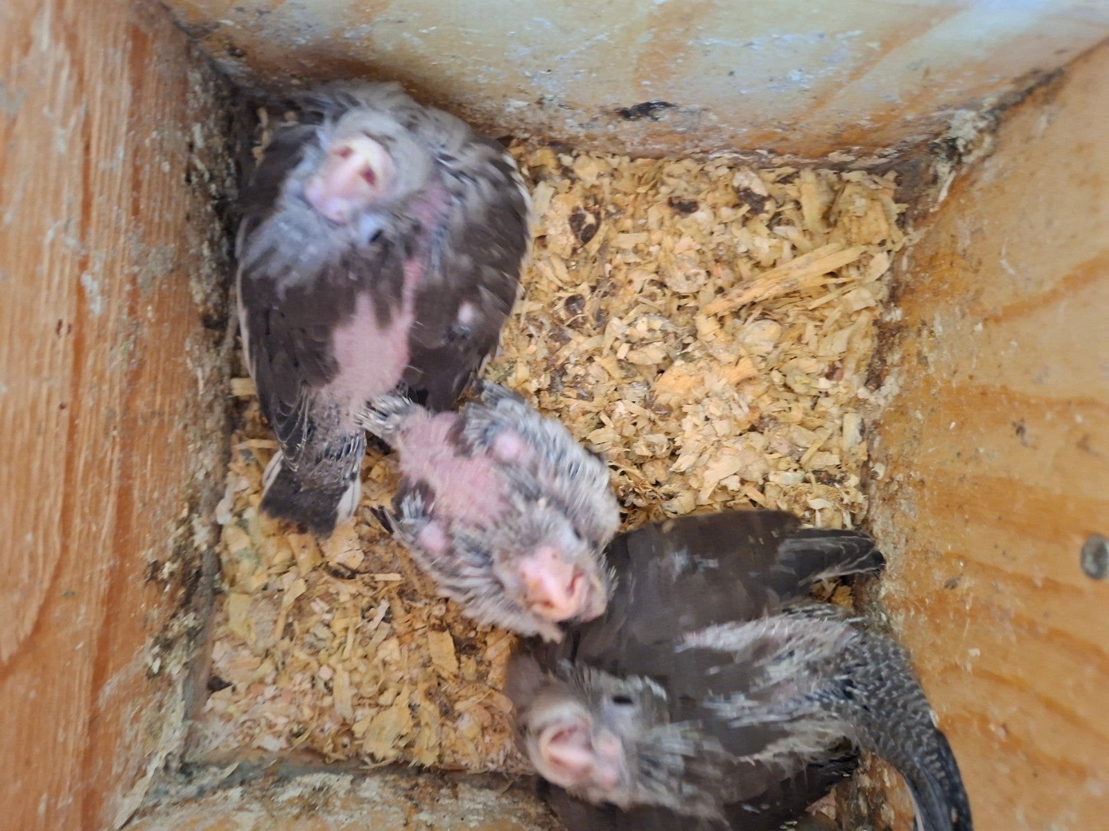 jongen valkparkieten binnen kort uit het blok 15 euro perstu, Dieren en Toebehoren, Vogels | Parkieten en Papegaaien, Meerdere dieren