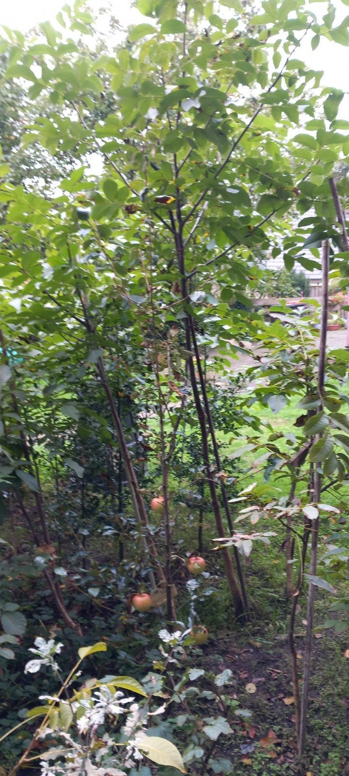 Walnotenbomen. vanaf 10 euro., Tuin en Terras, Bloeit niet, Overige soorten, 100 tot 250 cm, Ophalen