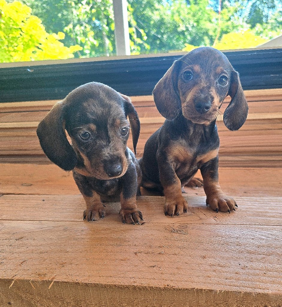 Teckel korthaar dwerg merle, Dieren en Toebehoren, Honden | Teckels en Dashonden, Reu, Korthaar, Dwerg, Particulier, Eén hond