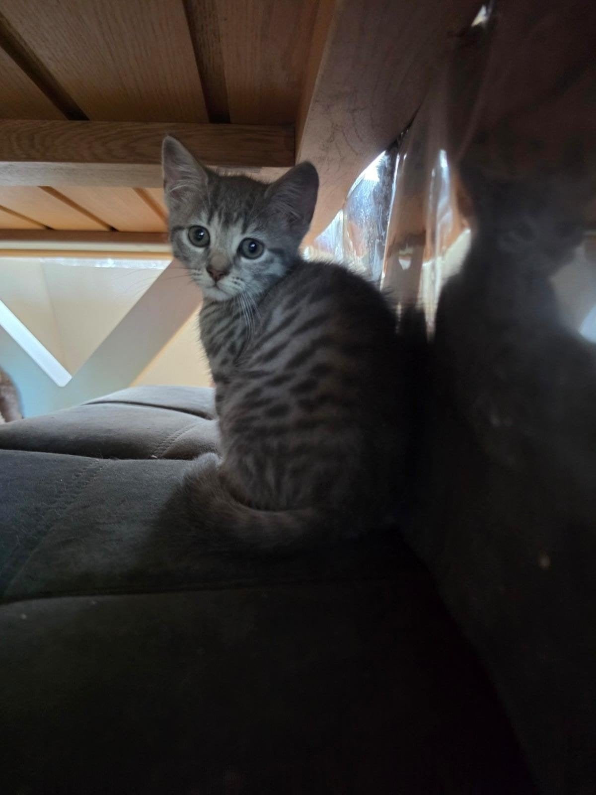 Kittens, Dieren en Toebehoren, Katten en Kittens | Overige Katten