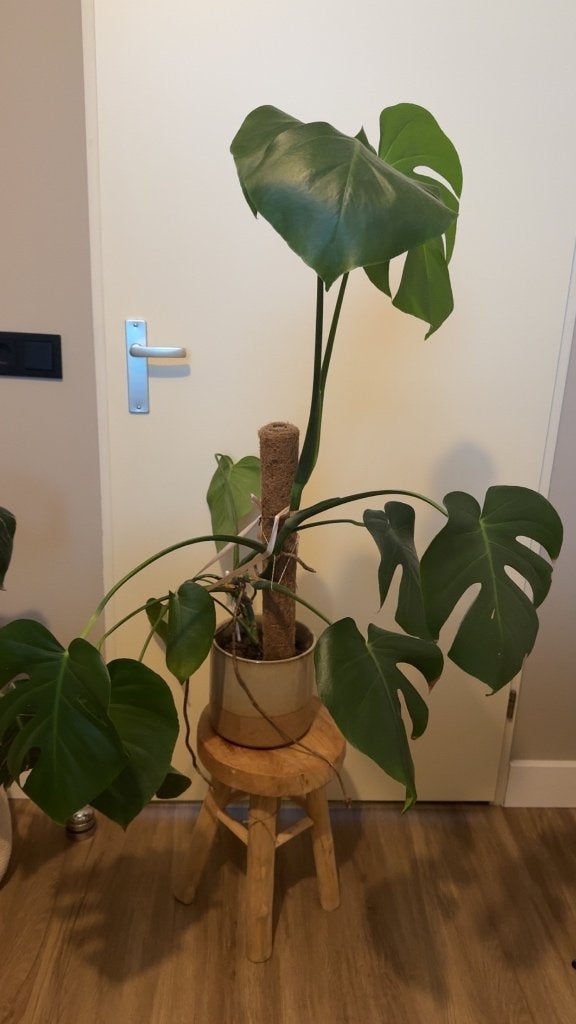 Monstera Deliciosa, Ophalen, Overige soorten, Halfschaduw, In pot