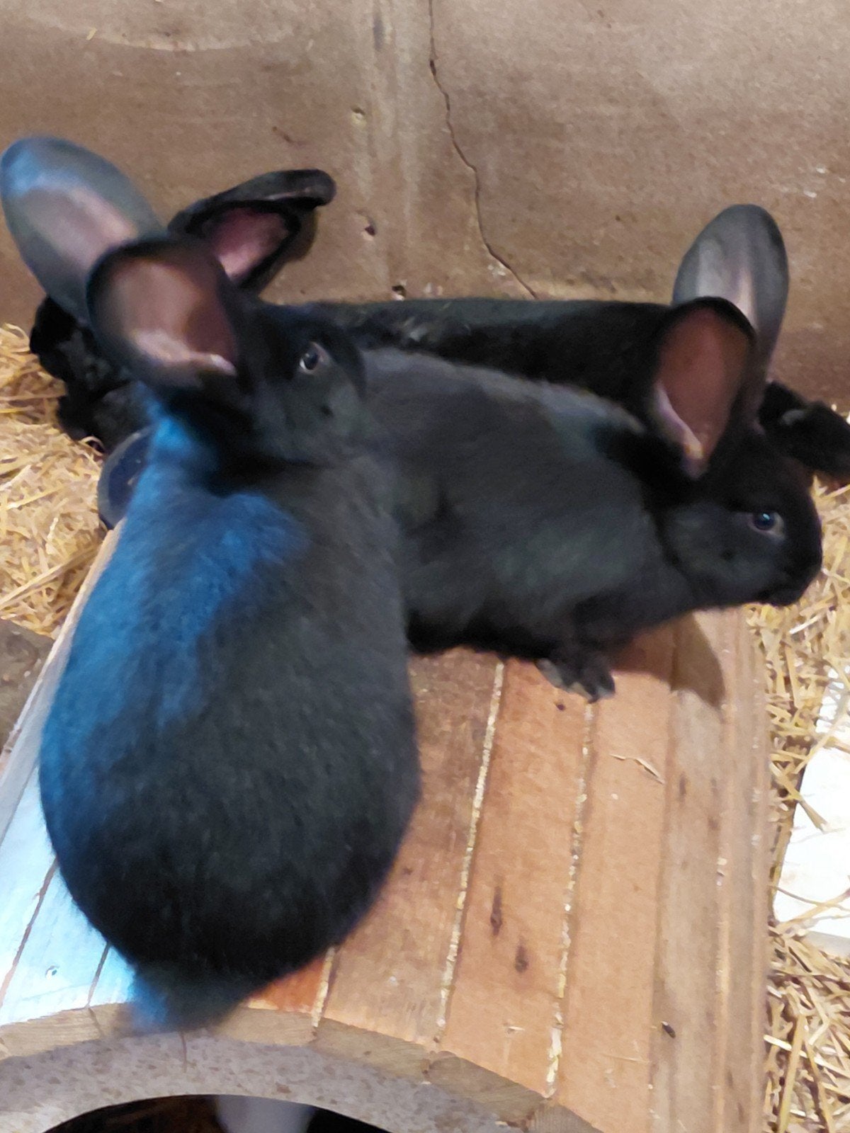 Duitse reuzen te koop rammen, Dieren en Toebehoren, Konijnen, Mannelijk, Groot