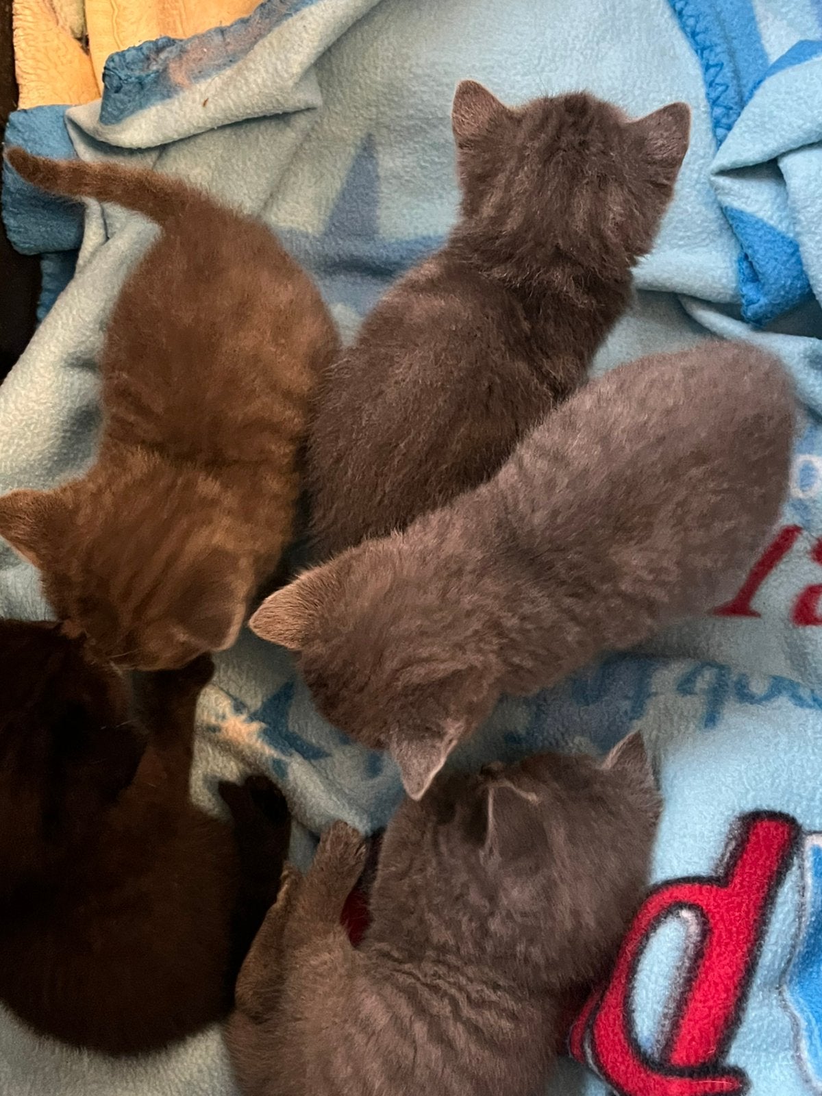 Fifty shades of grey ! Prachtige britjes, Dieren en Toebehoren, Katten en Kittens | Raskatten | Korthaar, Meerdere dieren, Ontwormd